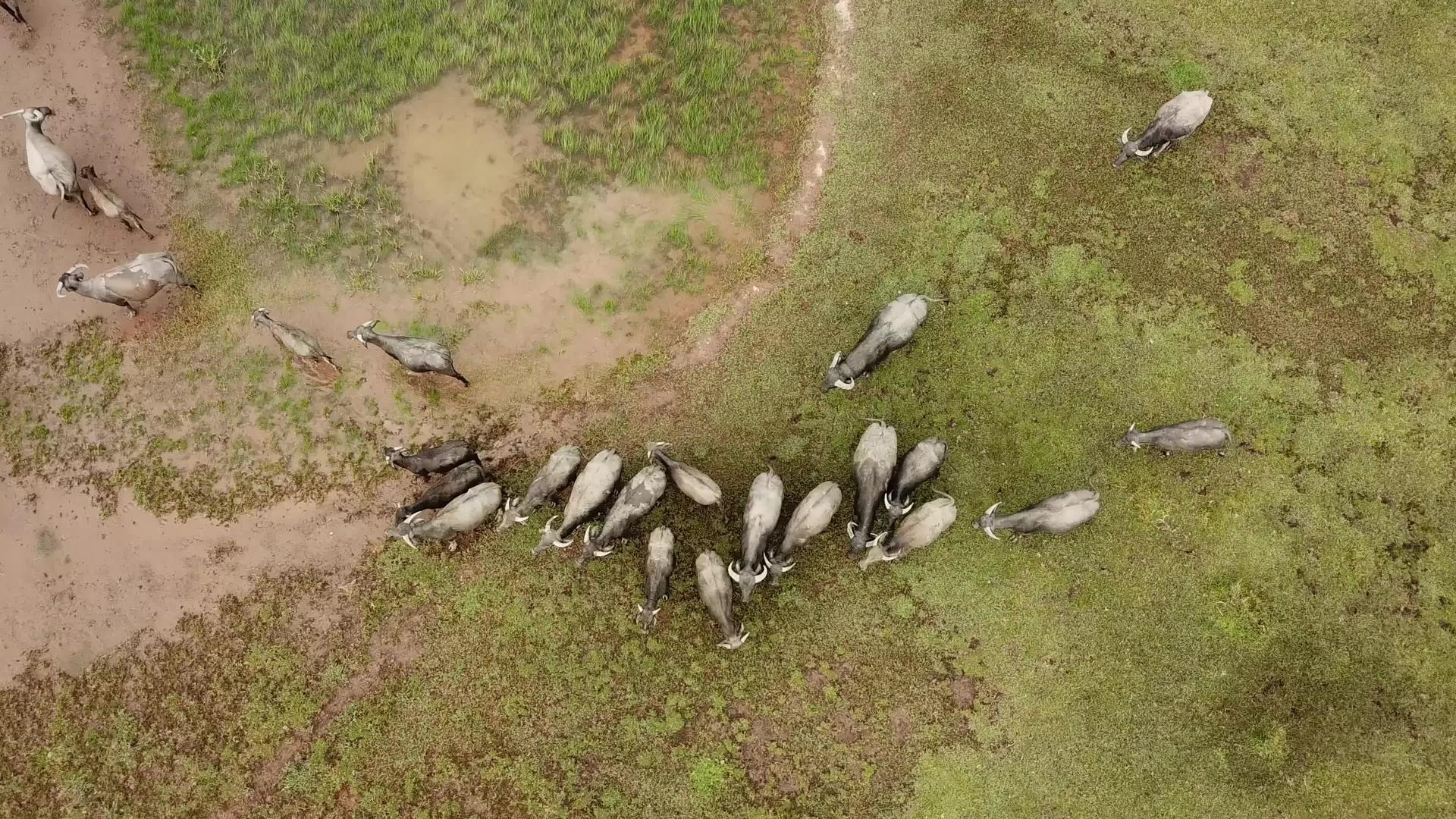 水牛徒步飞行视频的预览图