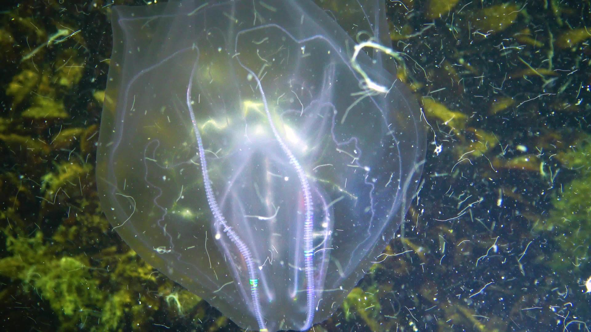 食草动物黑海的梳子视频的预览图