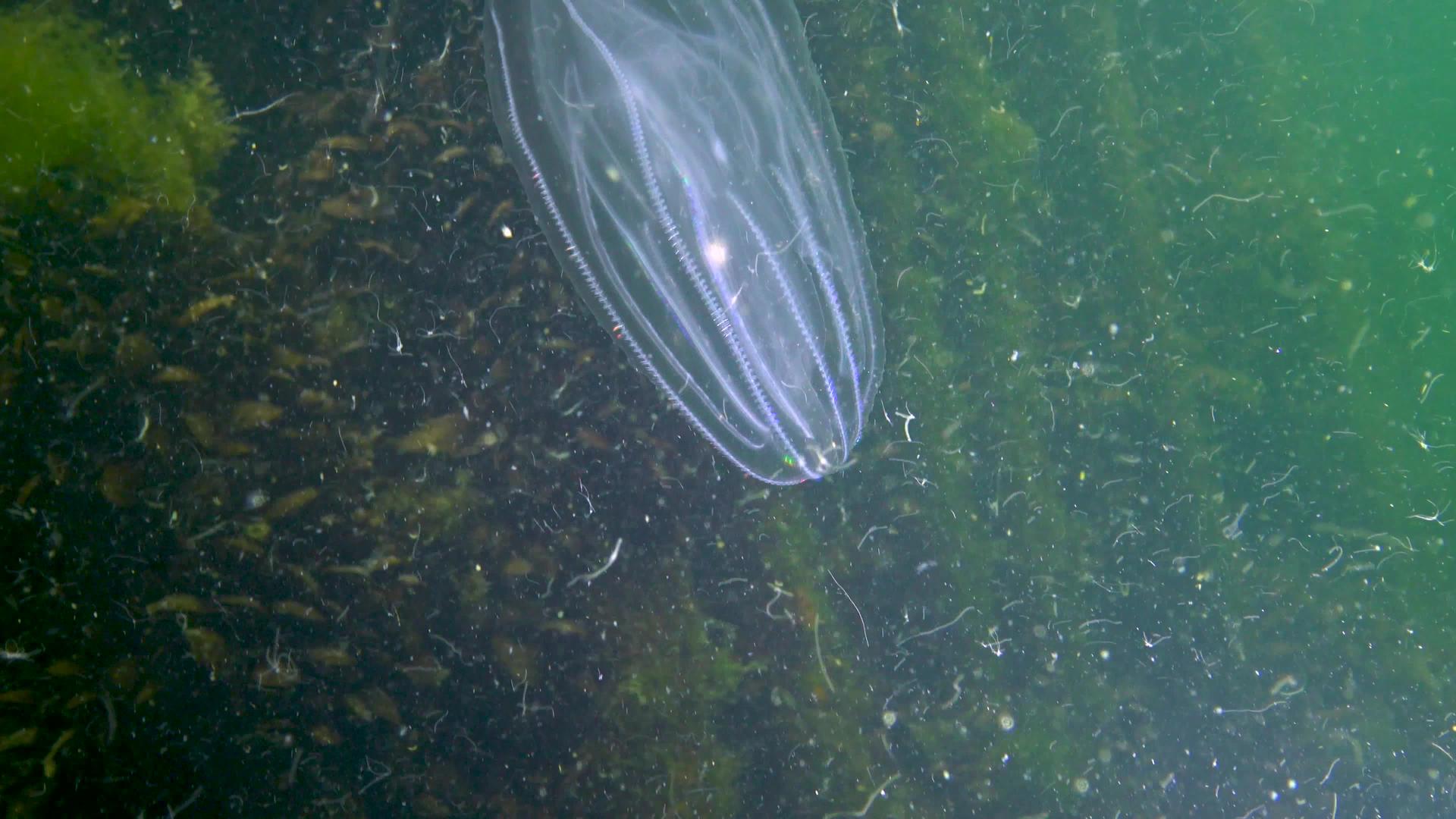 食草动物黑海梳子入侵者视频的预览图