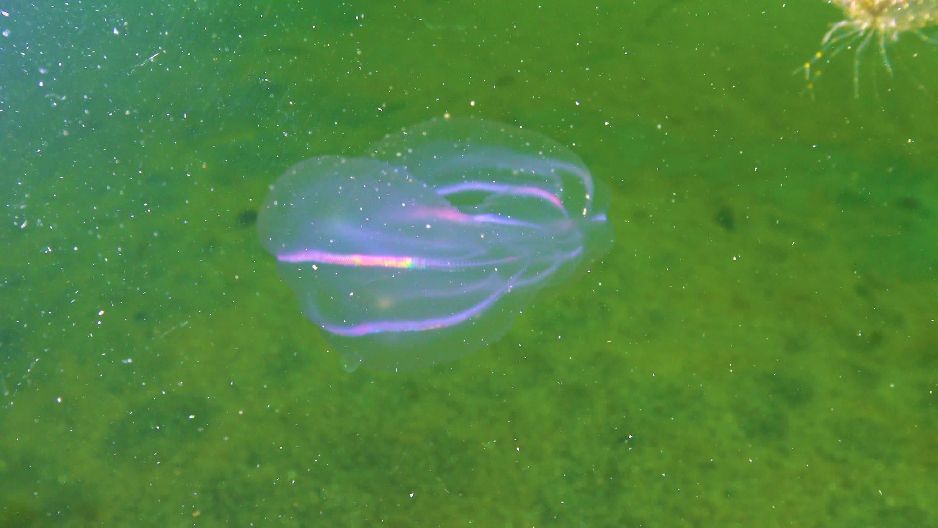 水母视频的预览图