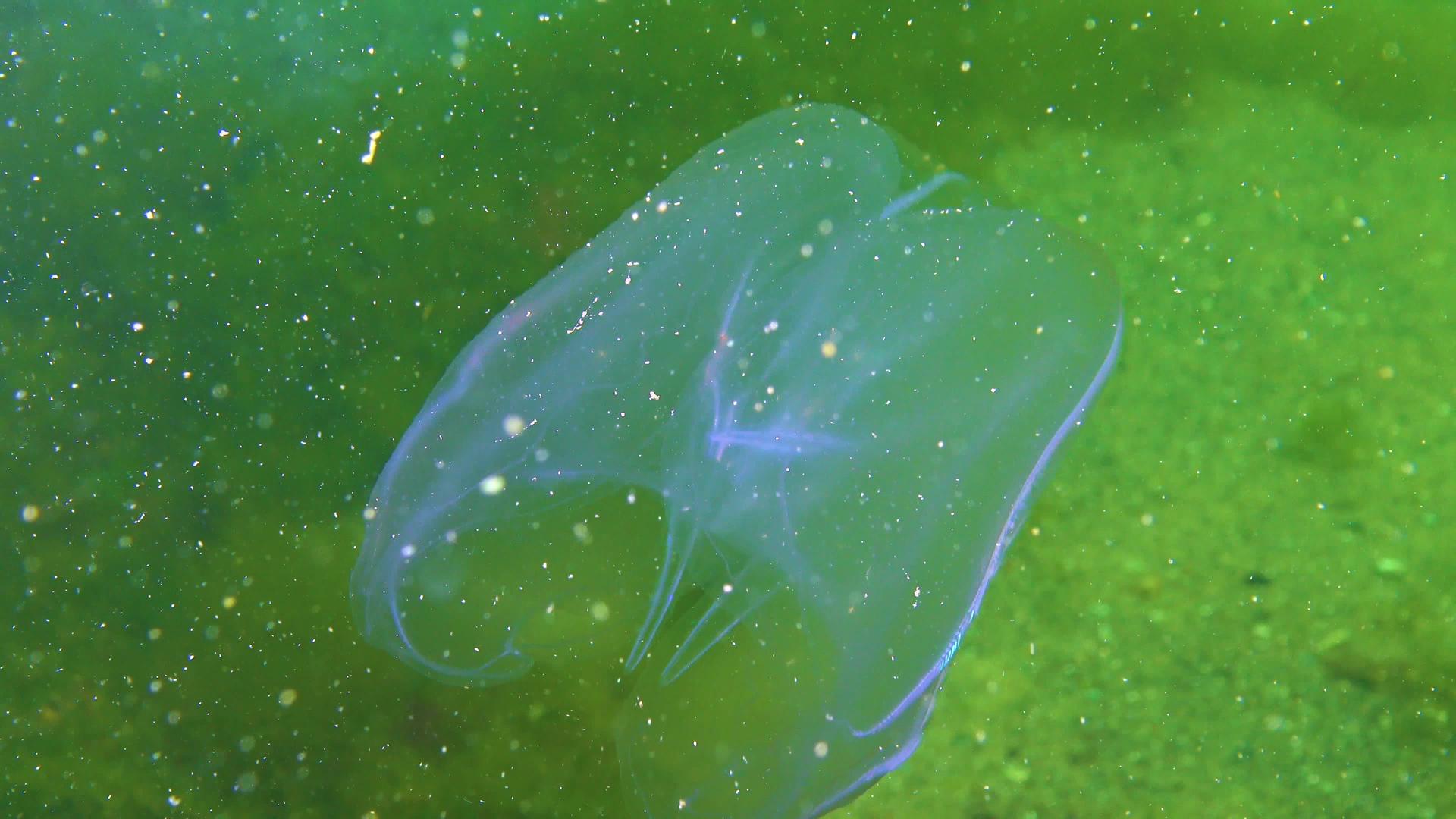 水母黑海梳子视频的预览图