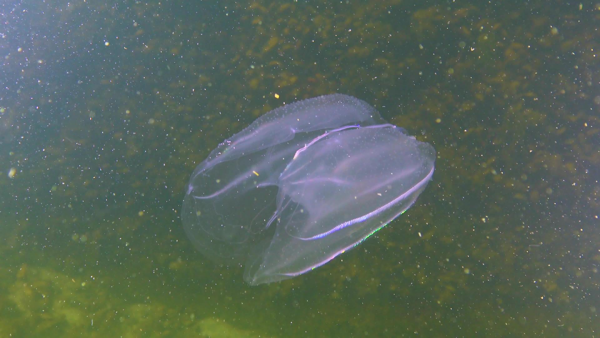 水母黑海梳子入侵者视频的预览图