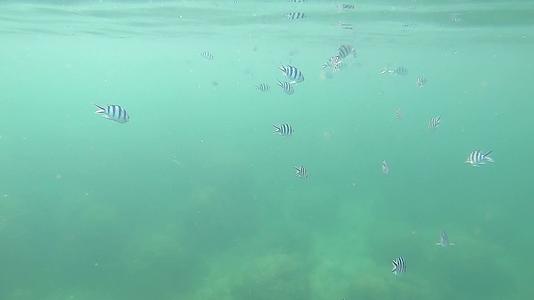 许多小鱼在浅海中游泳视频的预览图