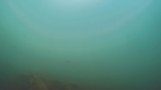 水下河流中的鱼在游泳视频的预览图
