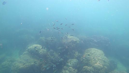 许多小鱼在浅海中游泳视频的预览图