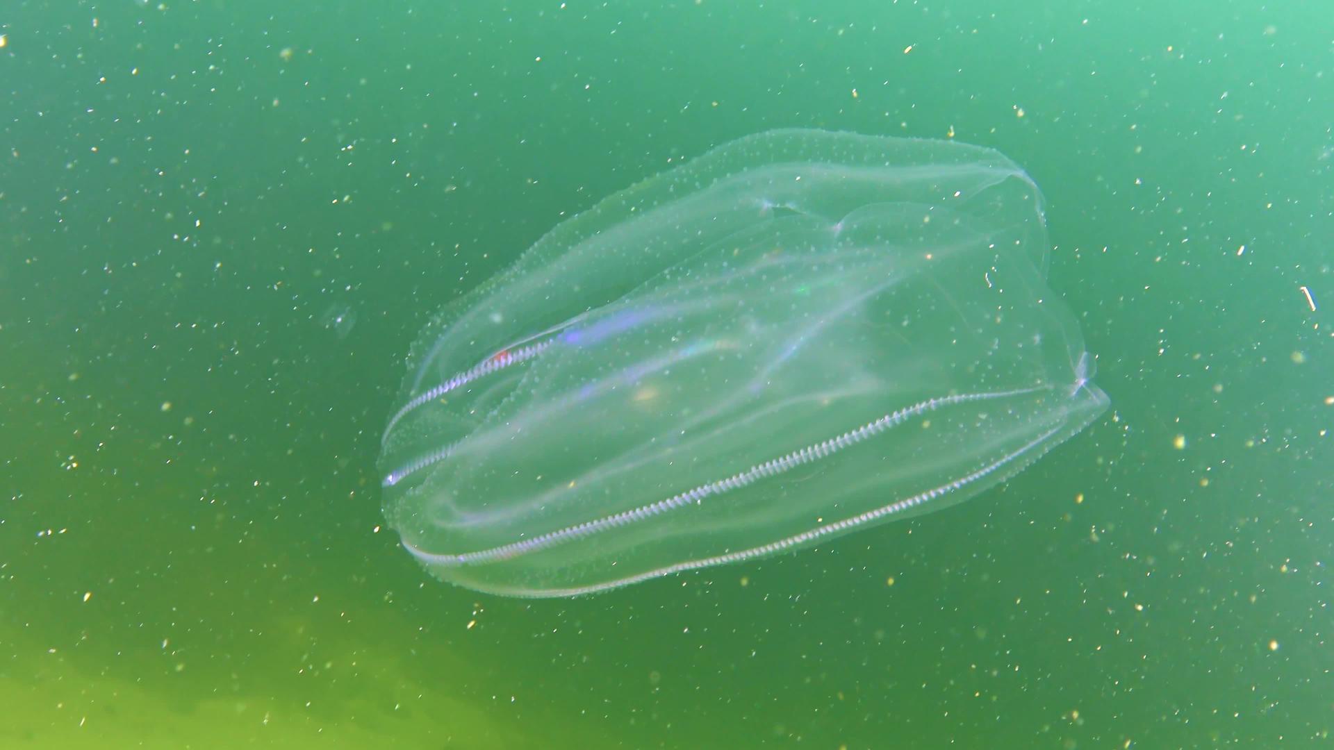 一排水母黑海梳子入侵者水母Mnemiopsisleidy黑海视频的预览图