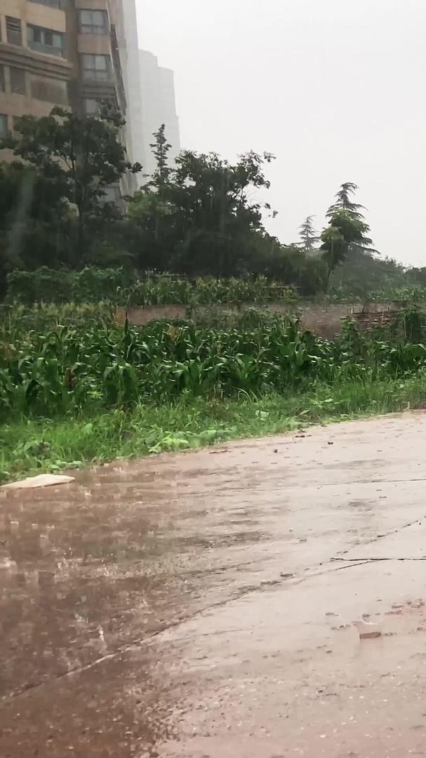 自然拍摄天气下雨天路面积水视频的预览图