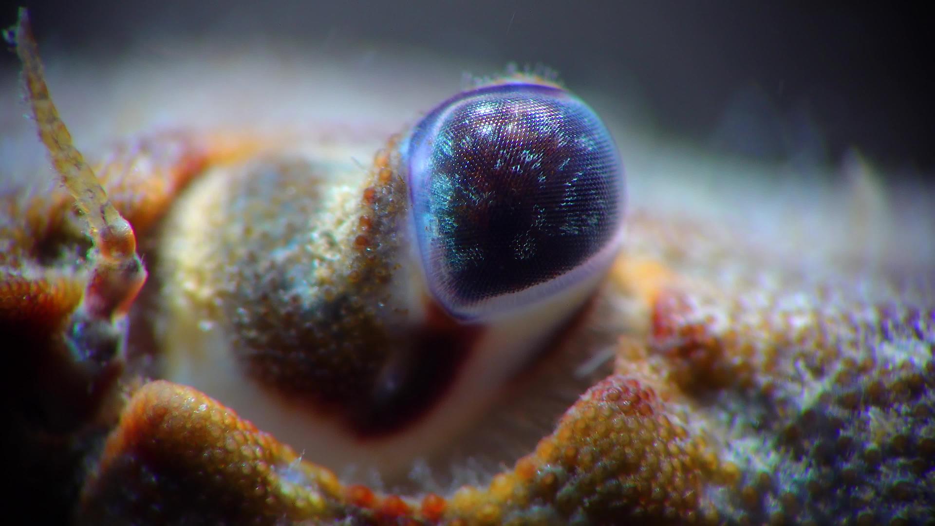 圆形蟹眼视频的预览图