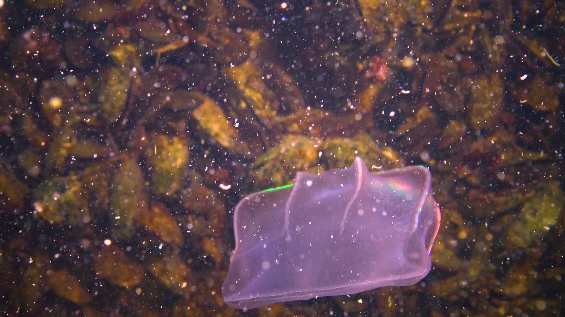 黑海水母视频的预览图