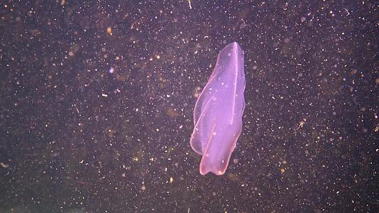 食肉梳子水母入侵黑海水母卵巢扇贝视频的预览图