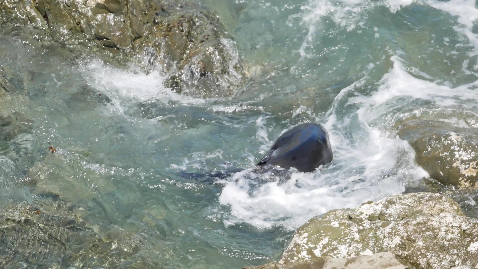 在新西兰南岛的岩石附近游泳视频的预览图