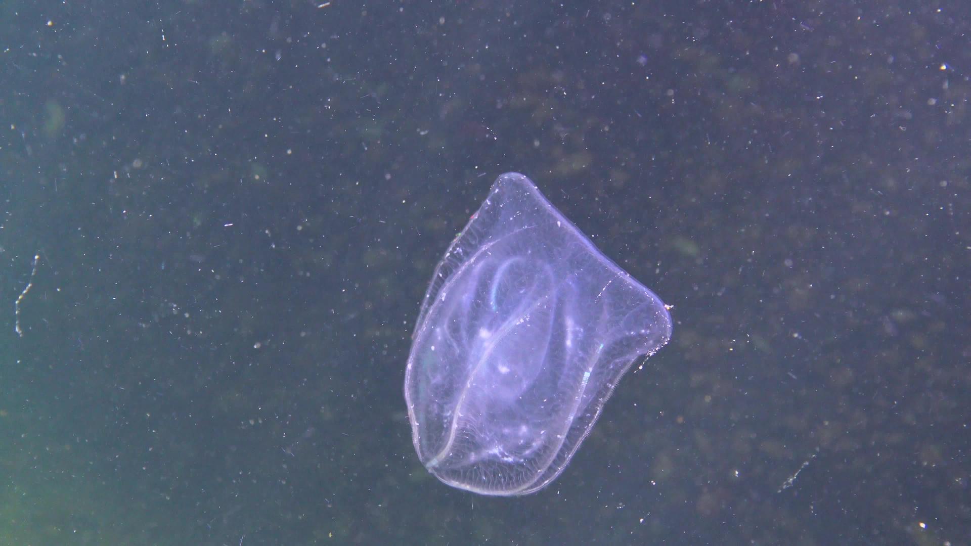 黑海水母视频的预览图