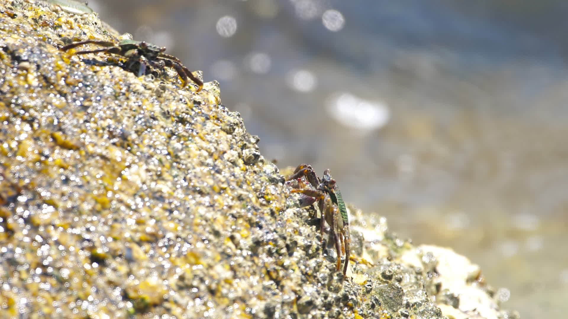 岸上海蟹视频的预览图