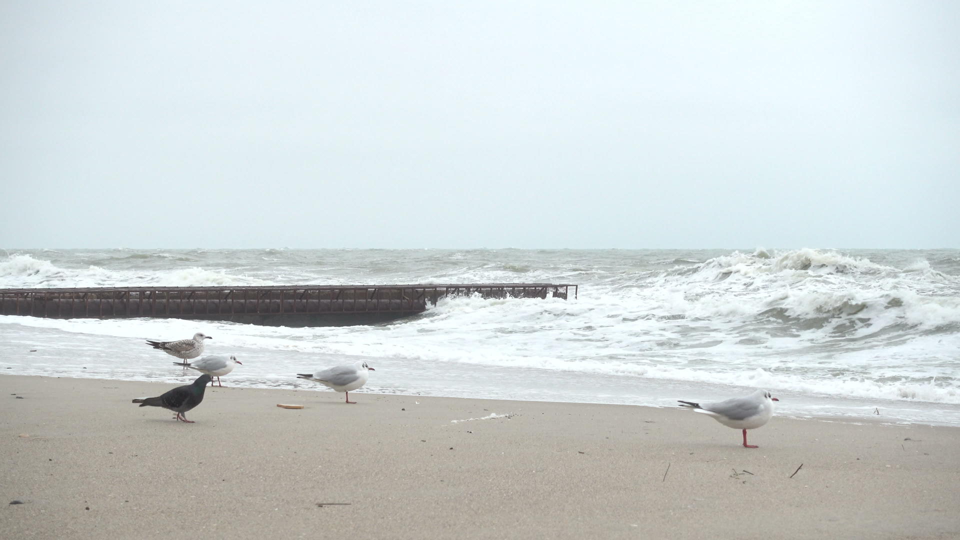 海鸥和暴风雨视频的预览图