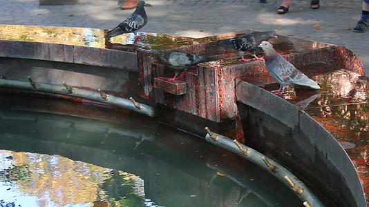喷泉里的鸽子视频的预览图
