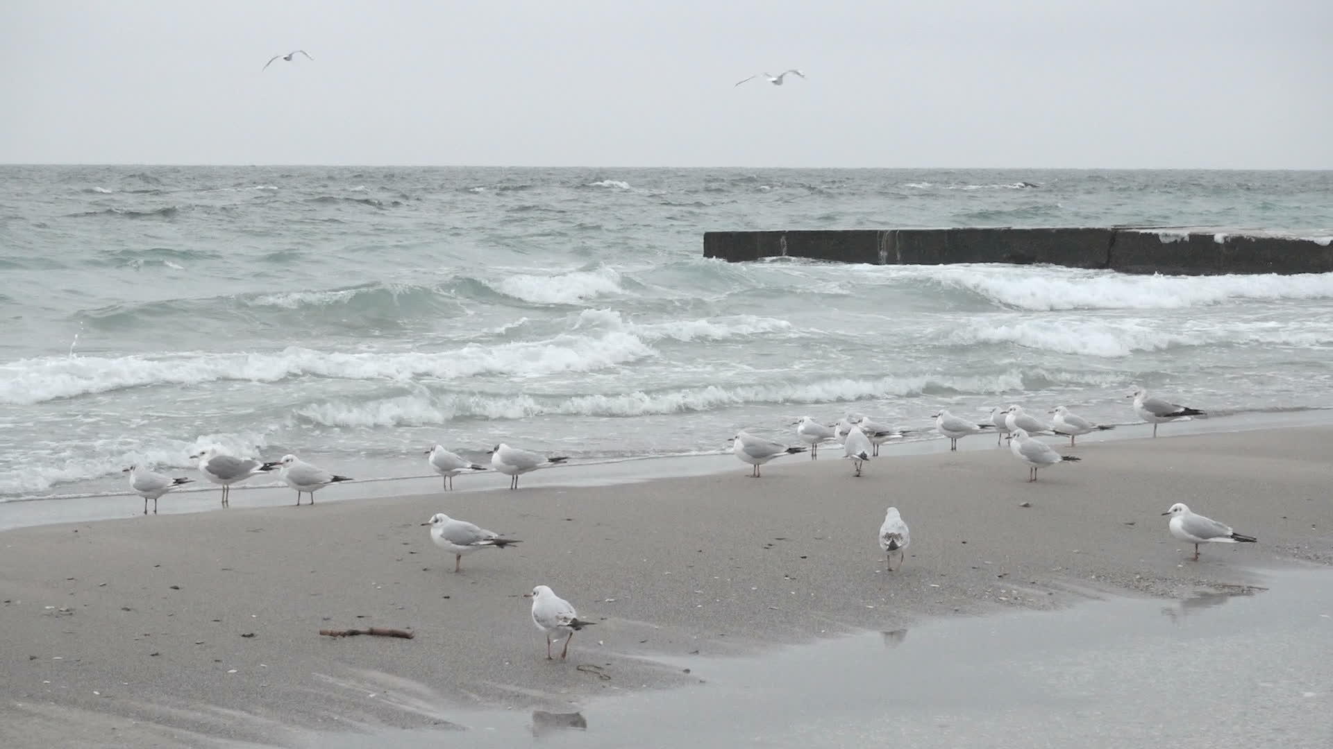 海边有海鸥视频的预览图