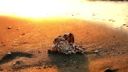 海滩上的贝壳视频的预览图