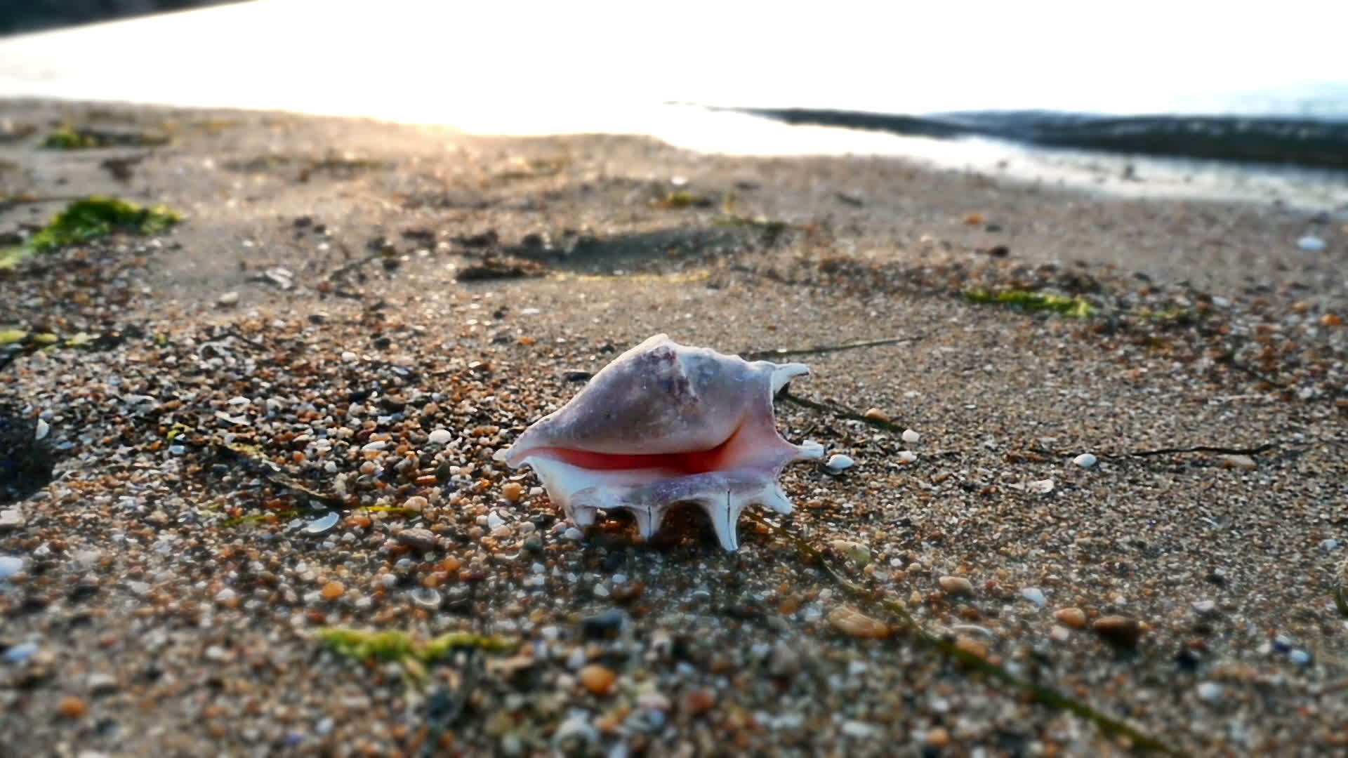 海滩上的贝壳视频的预览图