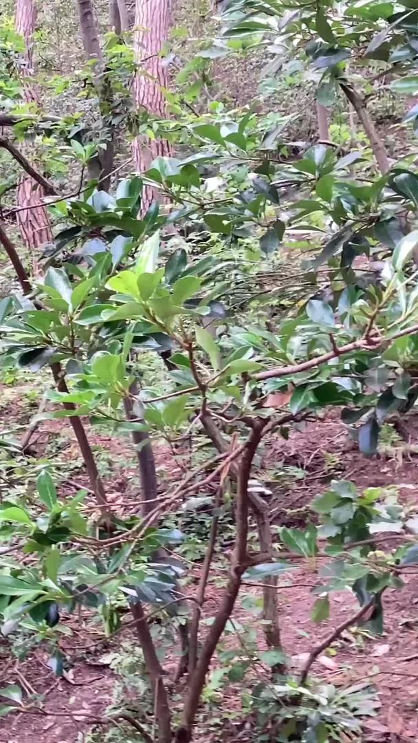 贵阳市4A景区黔灵山公园猕猴群嬉闹视频的预览图