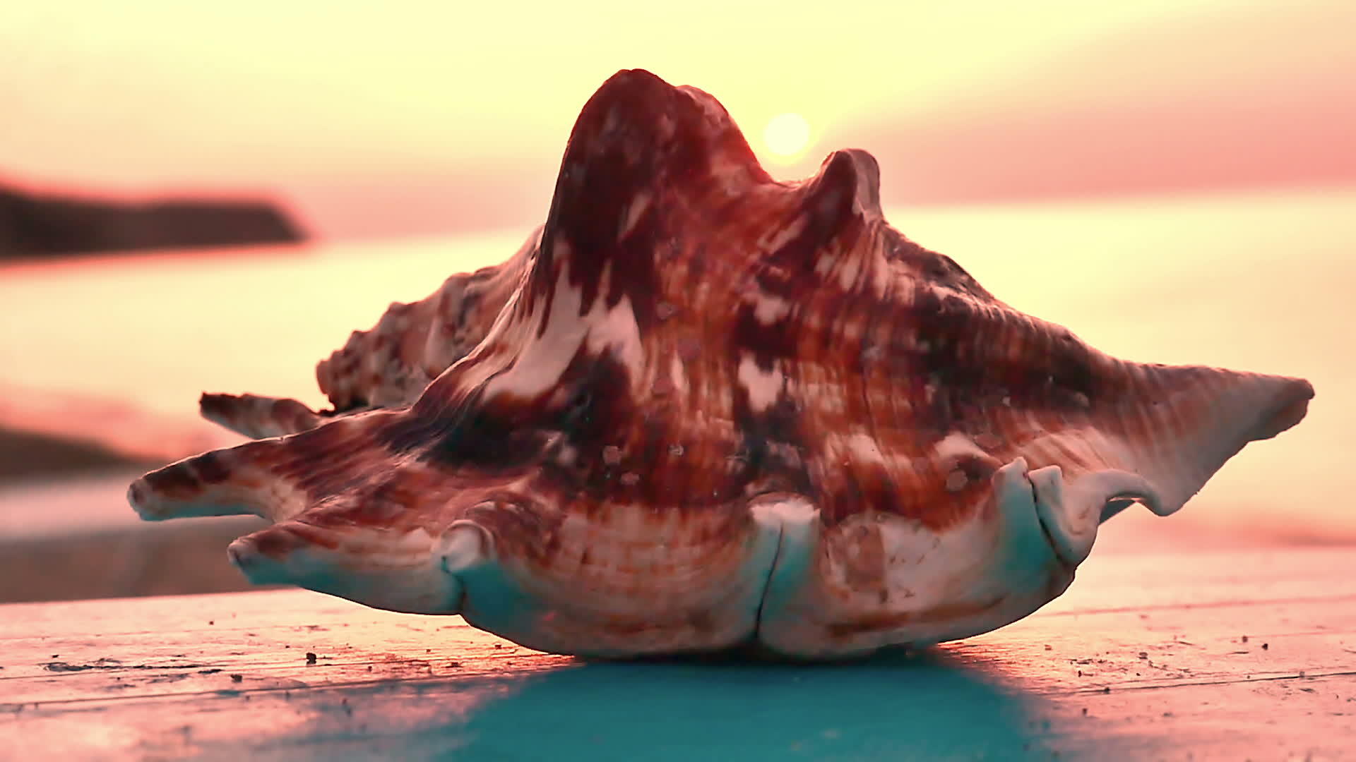海滩上的贝壳视频的预览图