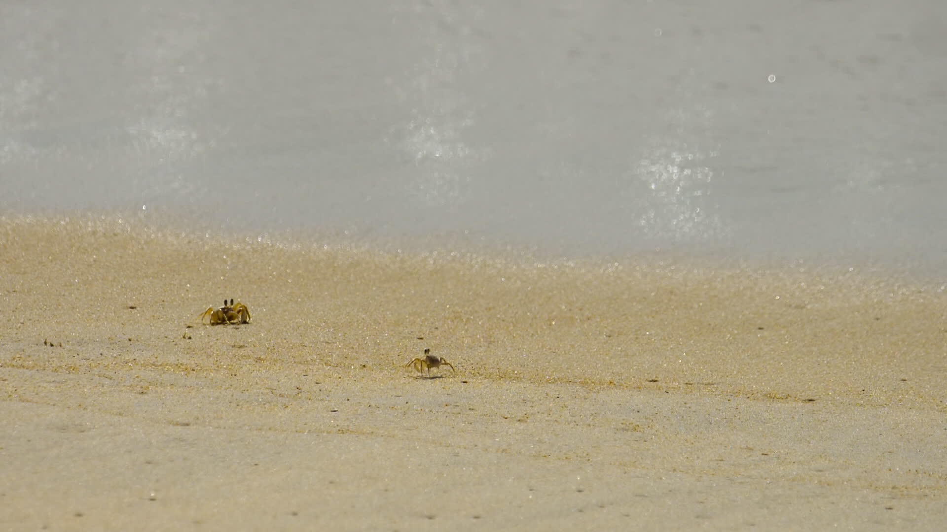 海滩上的螃蟹视频的预览图