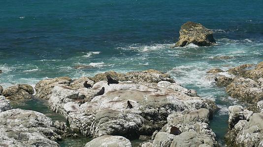 毛皮海豹留在海滩附近的岩石上视频的预览图