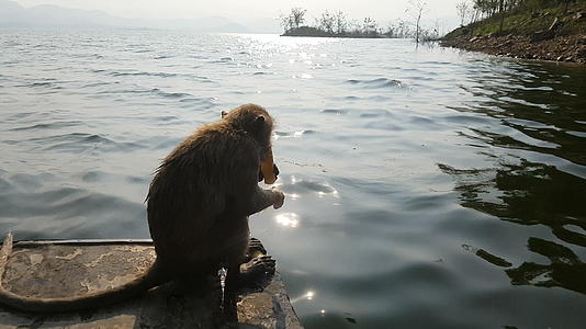 游客在船上喂猴子猴子住在岛上游客可以乘船游览视频的预览图