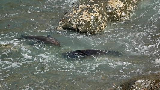 新西兰南部岛屿Kaikoura两只毛海豹在水中游泳视频的预览图
