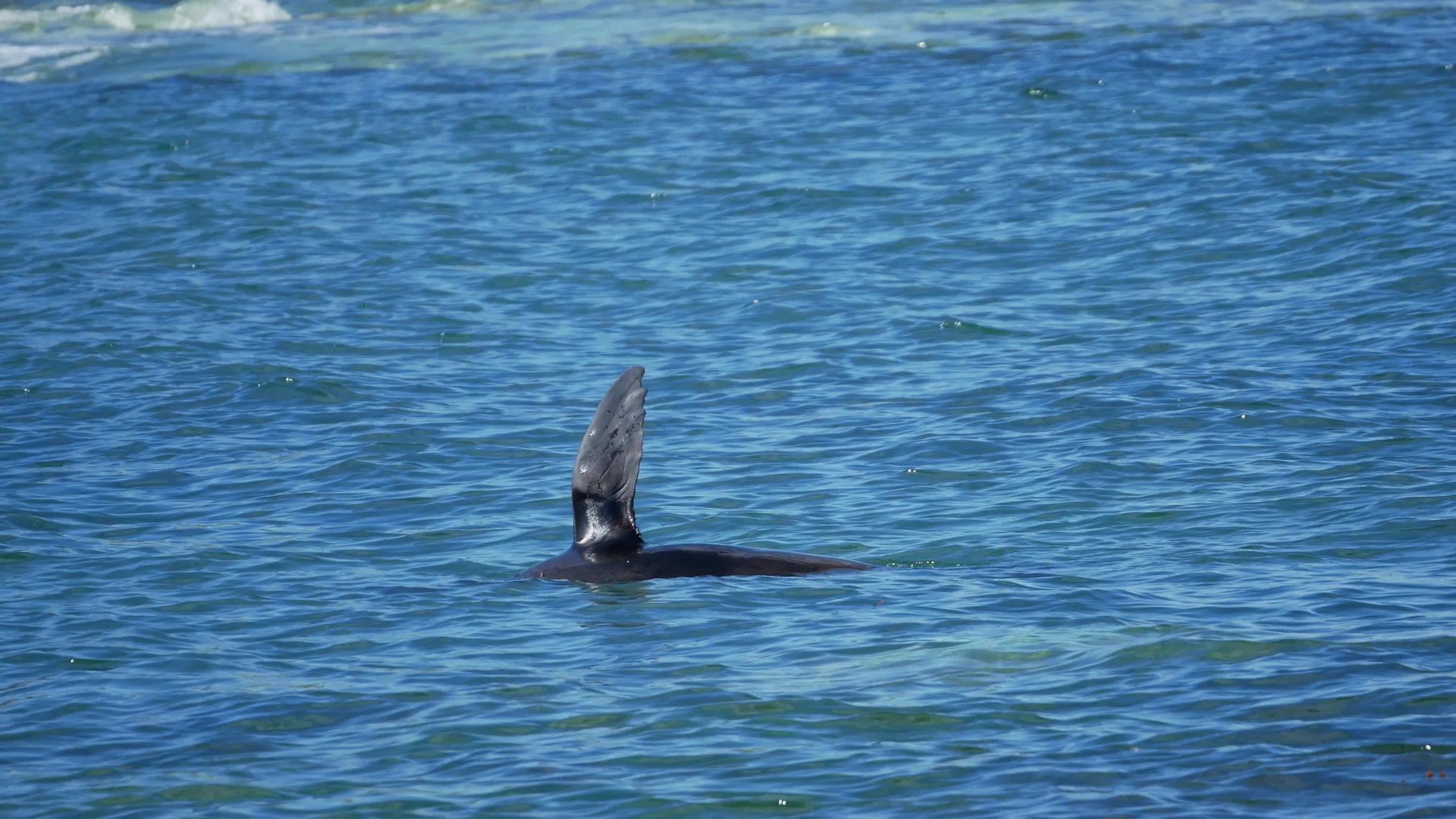 独自玩海豹的南岛视频的预览图