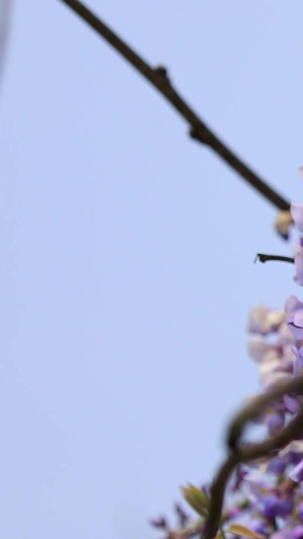 在紫藤花上微距拍摄蜜蜂采蜜集视频的预览图