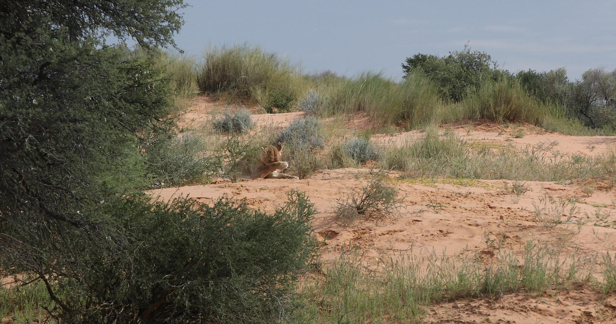 雌性狮子位于非洲南部的野生动物卡拉哈里沙漠视频的预览图