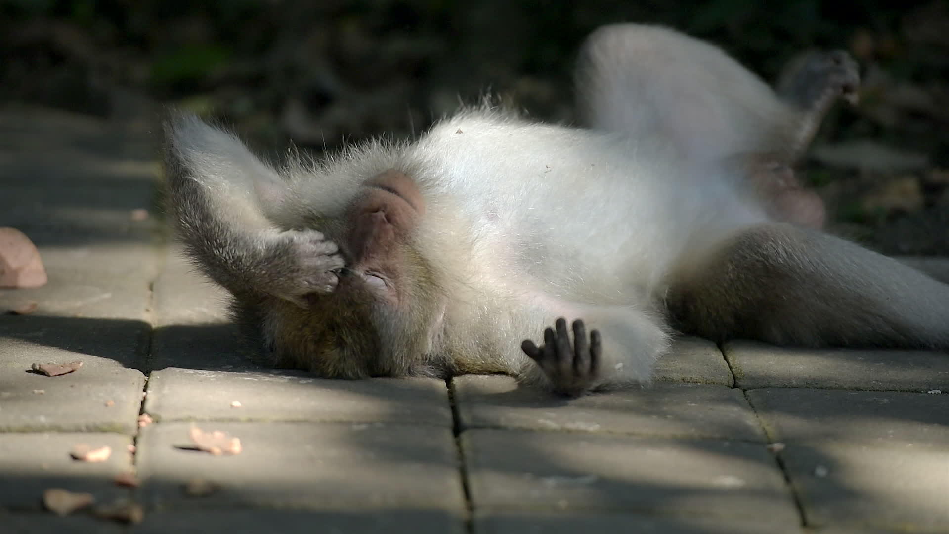 猴子森林乌布德巴利的梦中情人视频的预览图