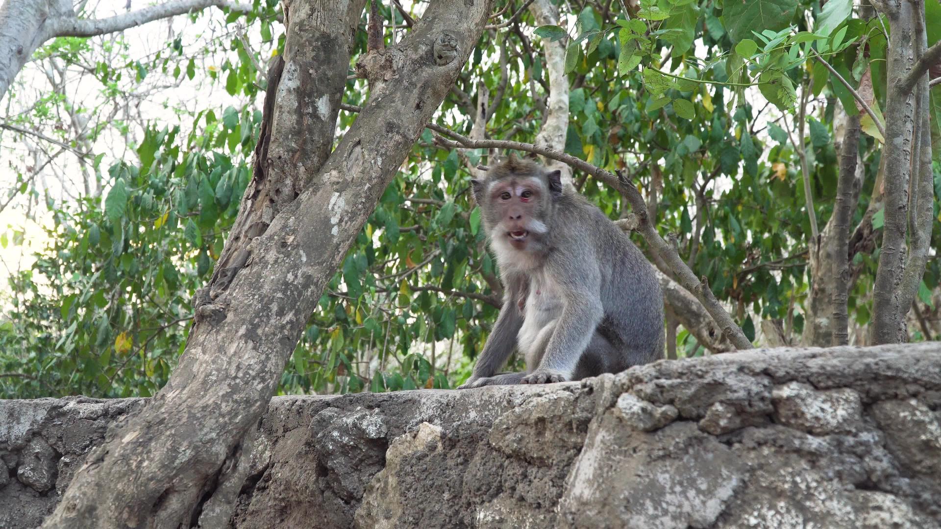 在巴的森林里有猴子视频的预览图