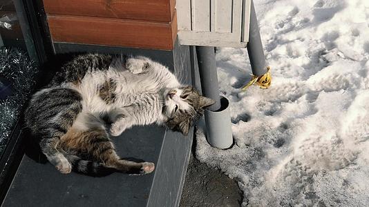 冬天躺在水泥墙上在户外玩猫猫视频的预览图