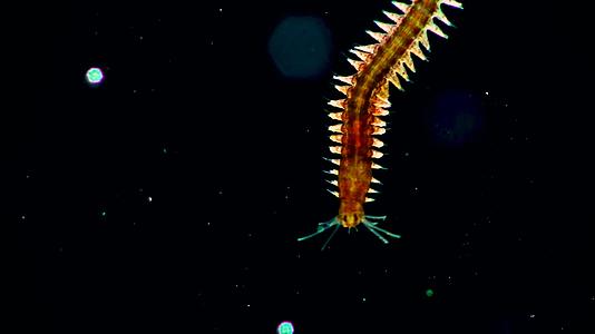 海洋多毛目环节昆虫奈雷斯视频的预览图