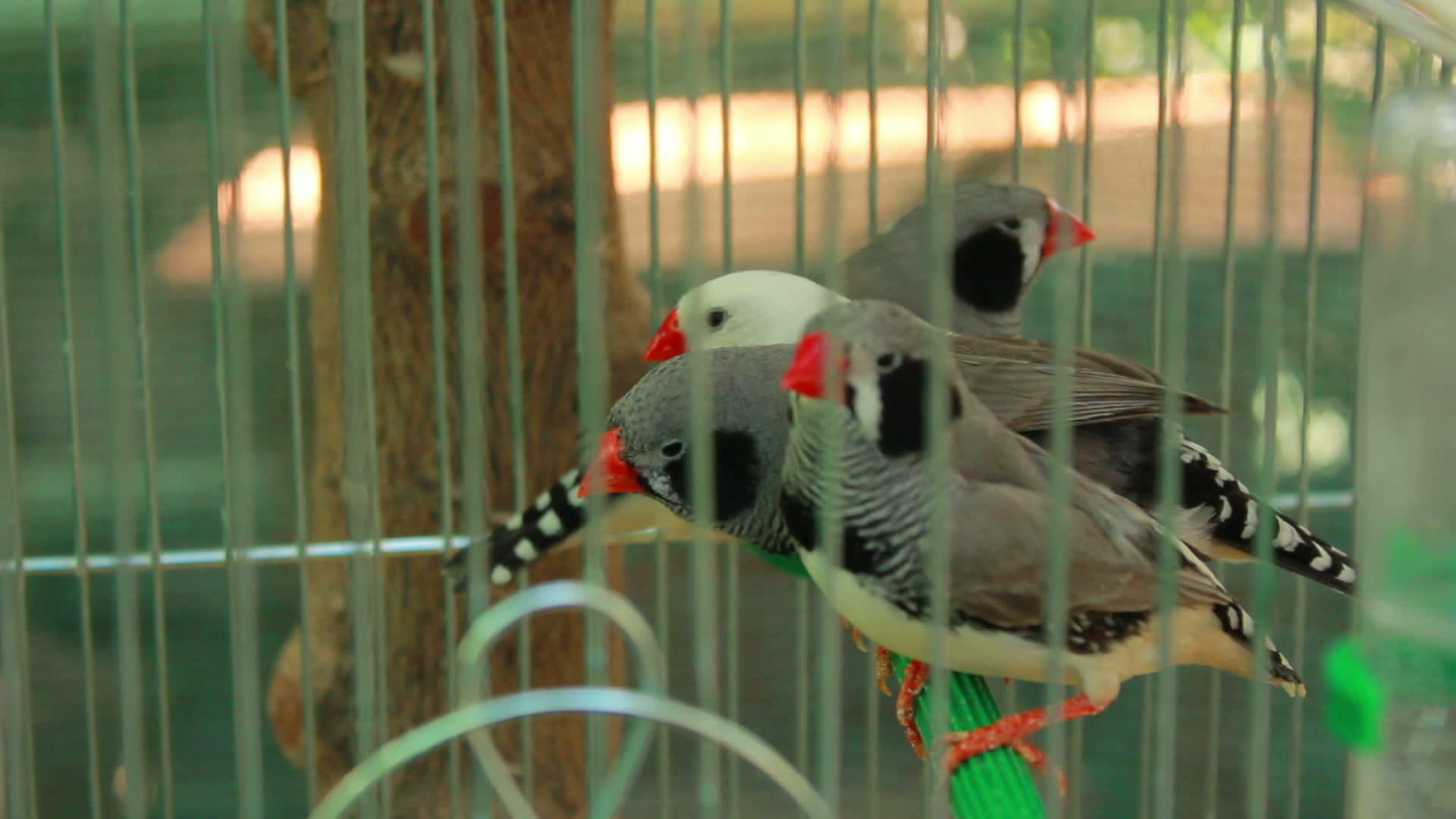 笼子里的鸟视频的预览图