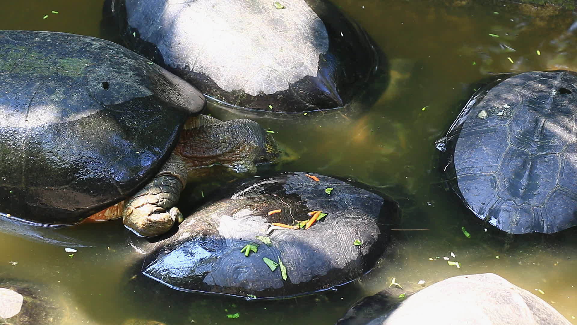池塘里的乌龟视频的预览图
