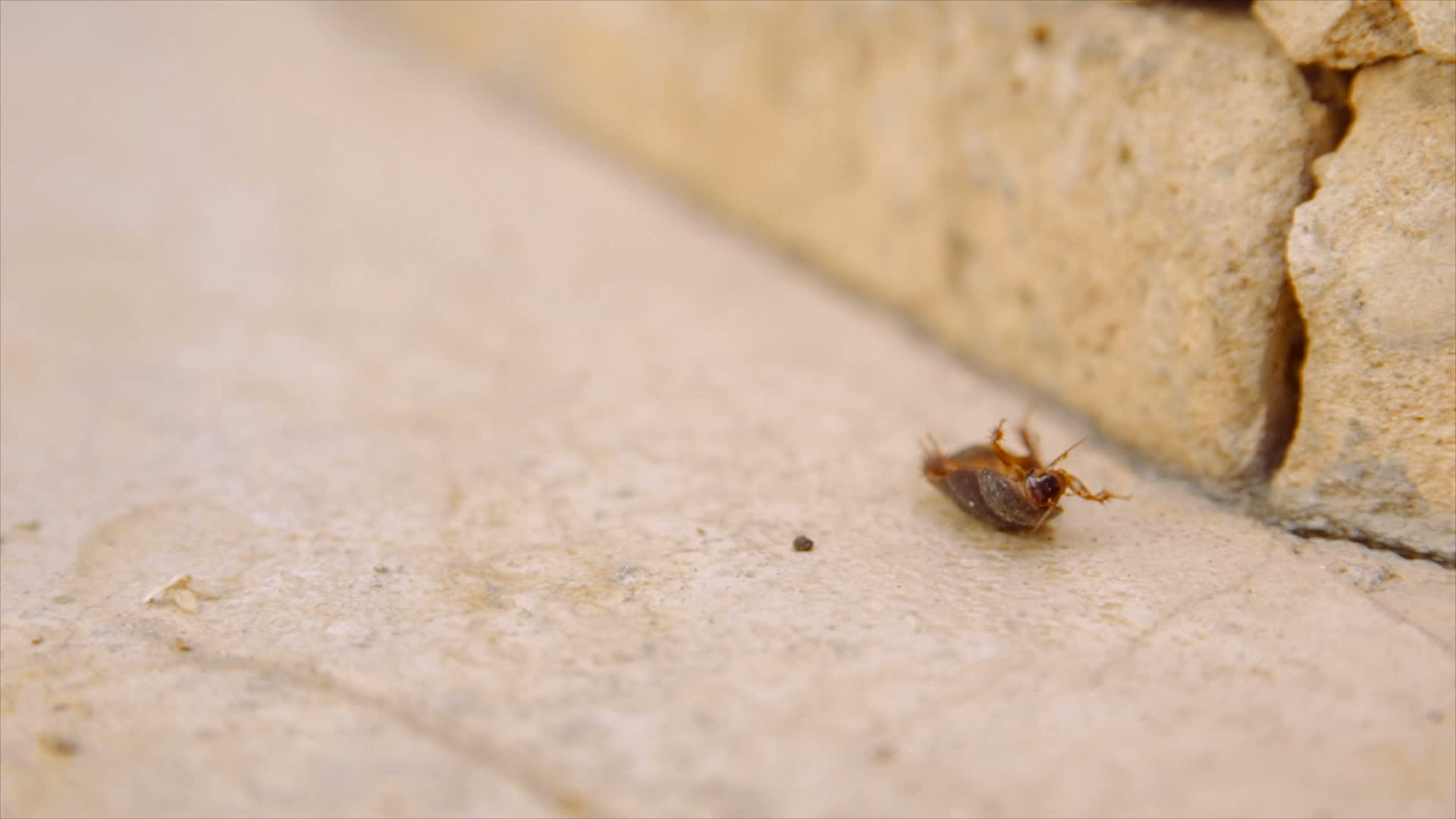 沙漠中的女沙沙蟑螂背靠着非洲慢动视频的预览图