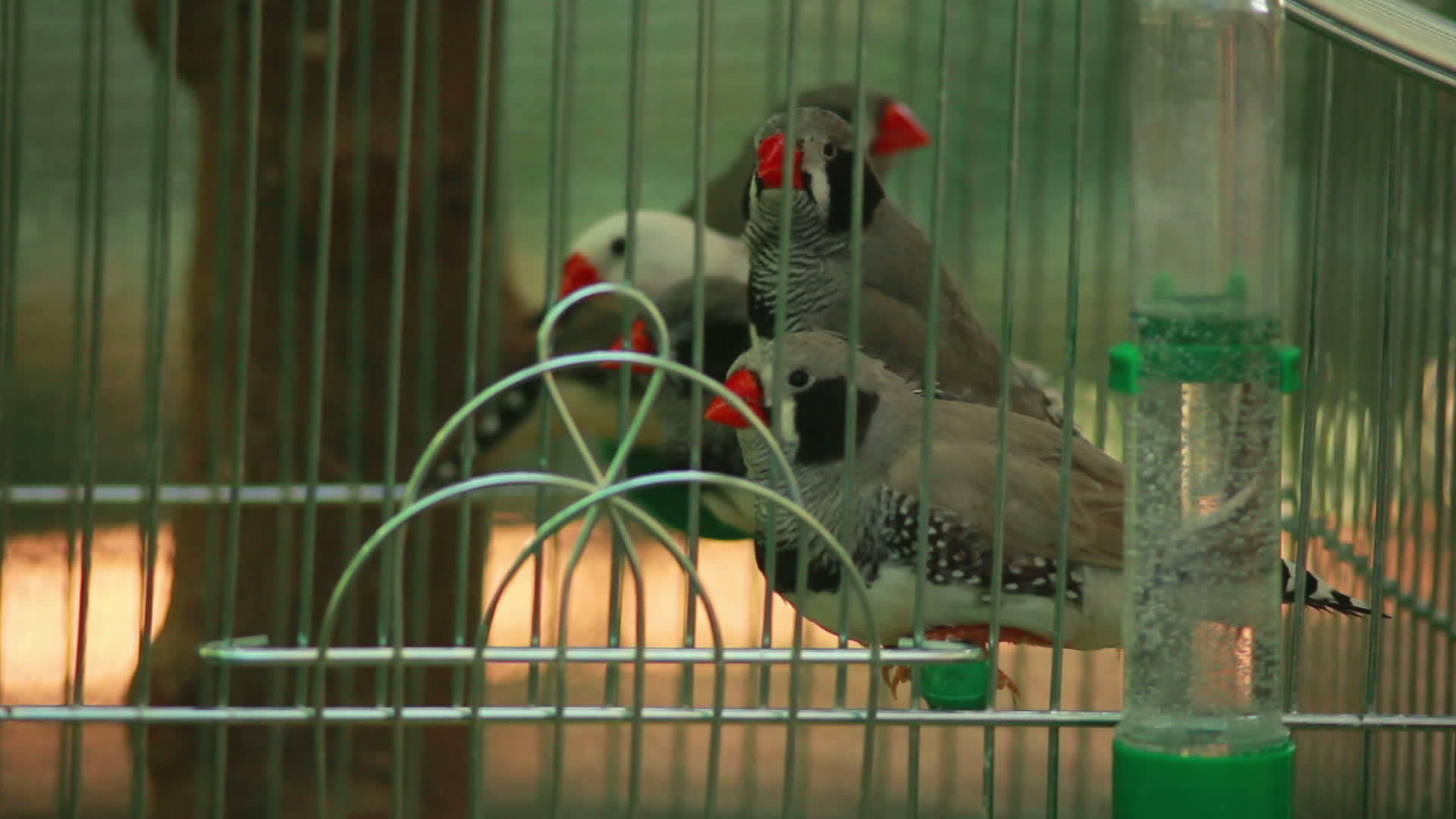 鸟儿坐在笼子里视频的预览图