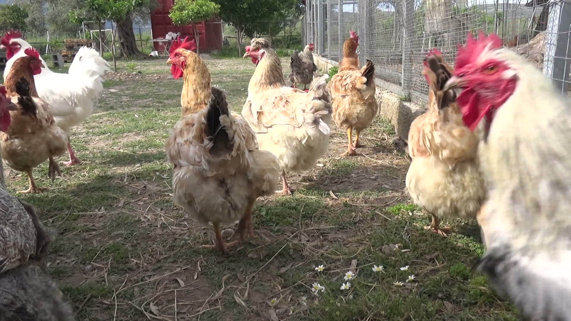 农场养鸡视频的预览图