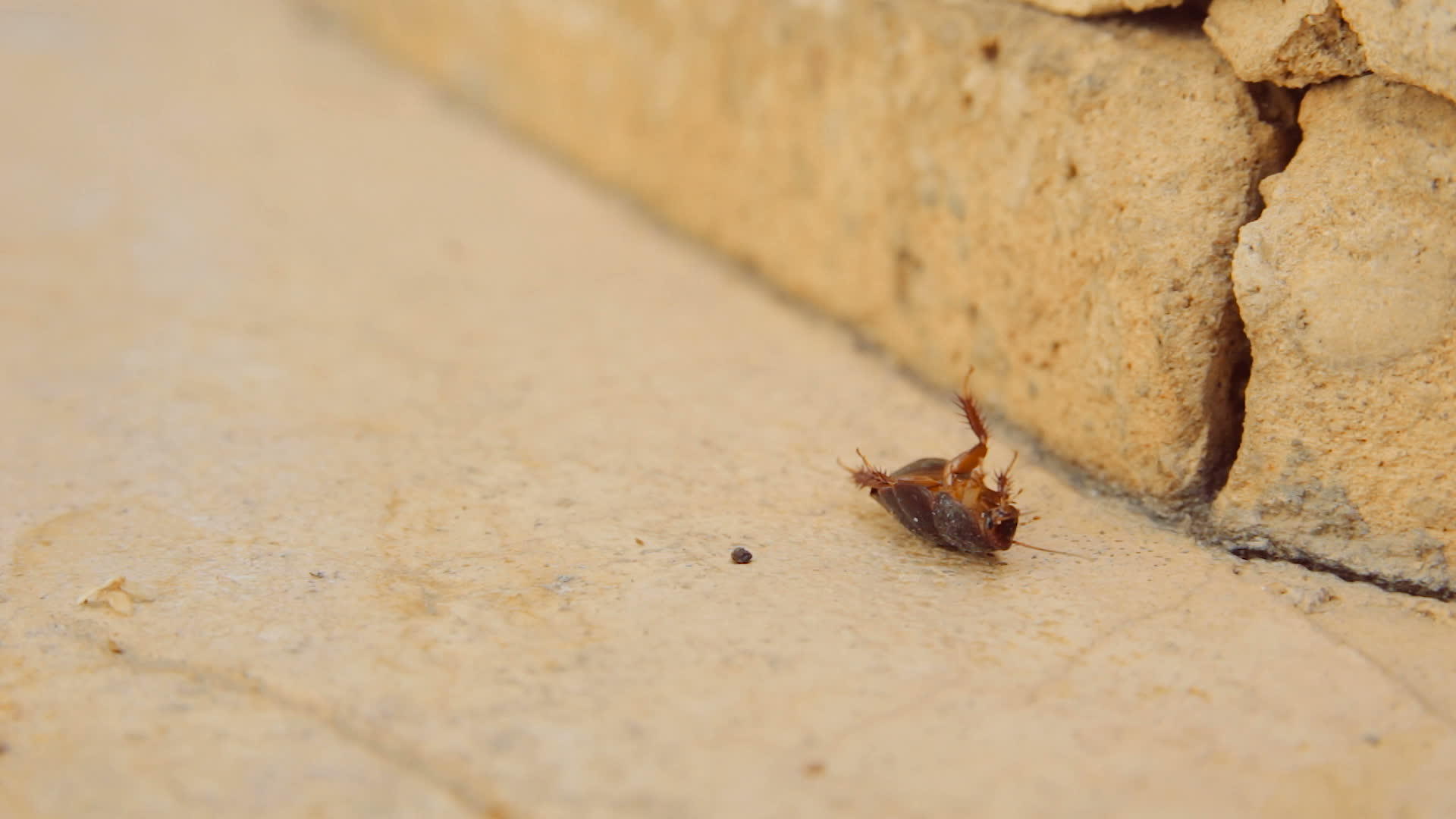 沙漠中的女沙沙蟑螂背靠着非洲视频的预览图