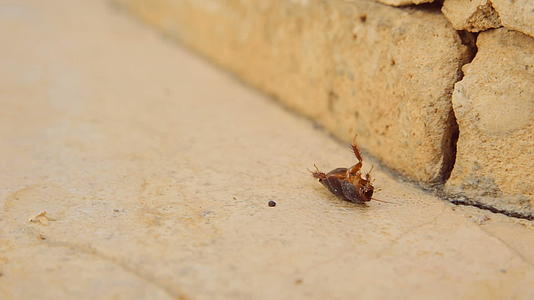 沙漠中的女沙沙蟑螂背靠着非洲视频的预览图