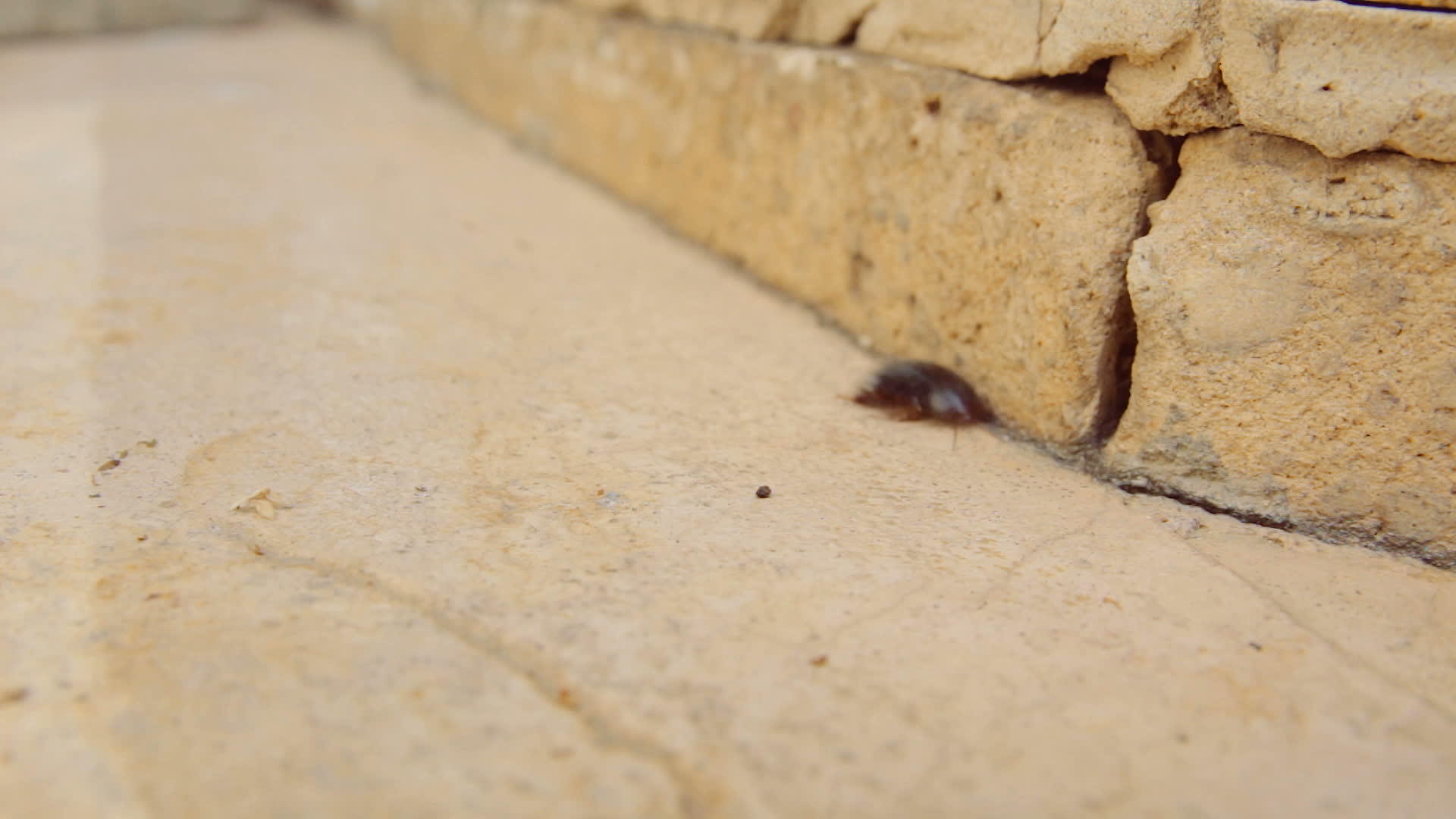 沙漠蟑螂视频的预览图
