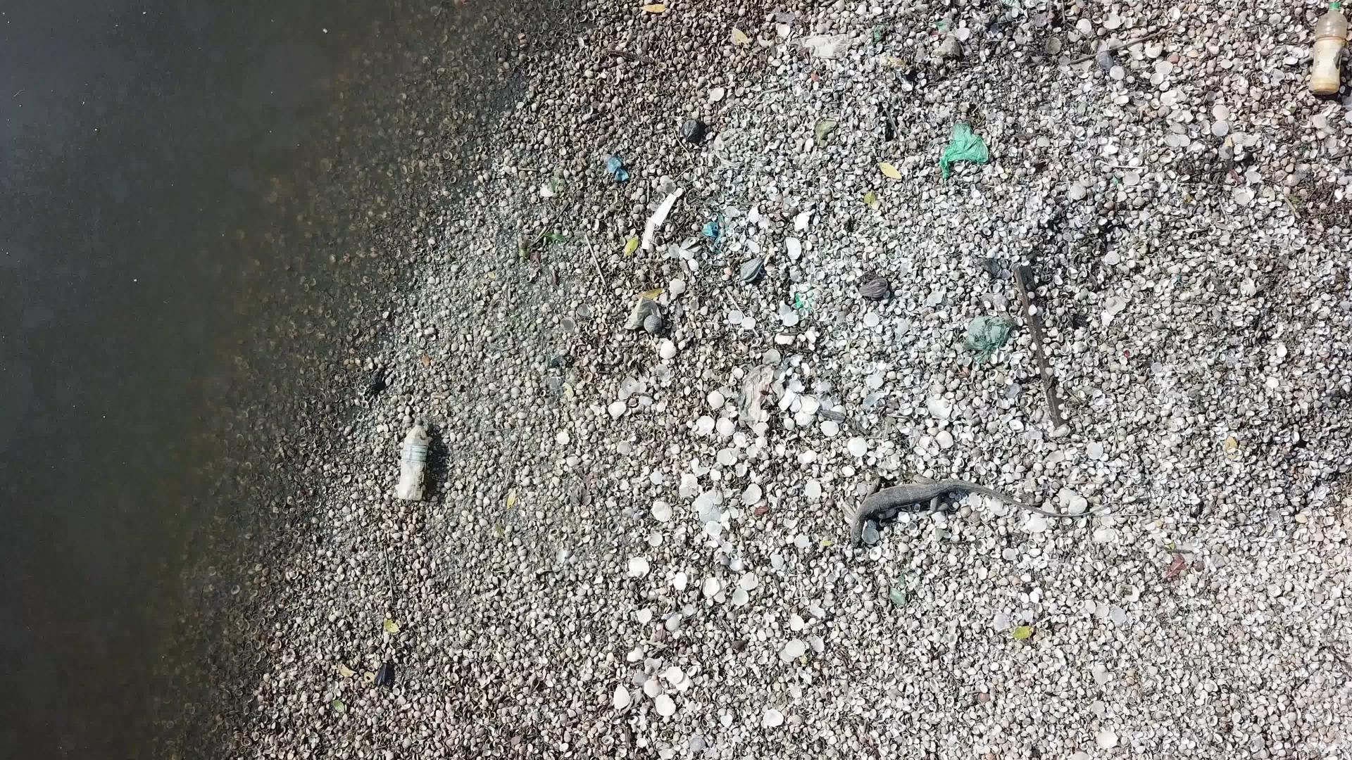 监测在河岸攀爬的蜥蜴视频的预览图