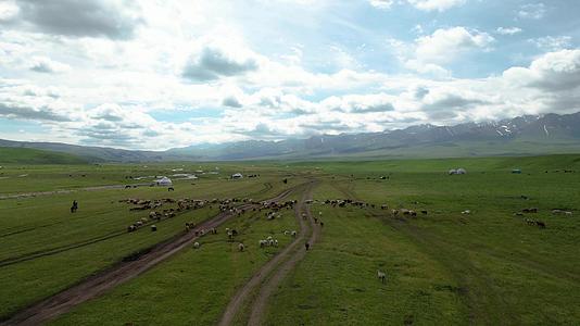 航拍5A景区那拉提大草原牧民放牧视频视频的预览图