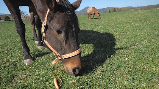 一半的盲马放牧草和没有眼睛的胡萝卜马在马场上生活视频的预览图