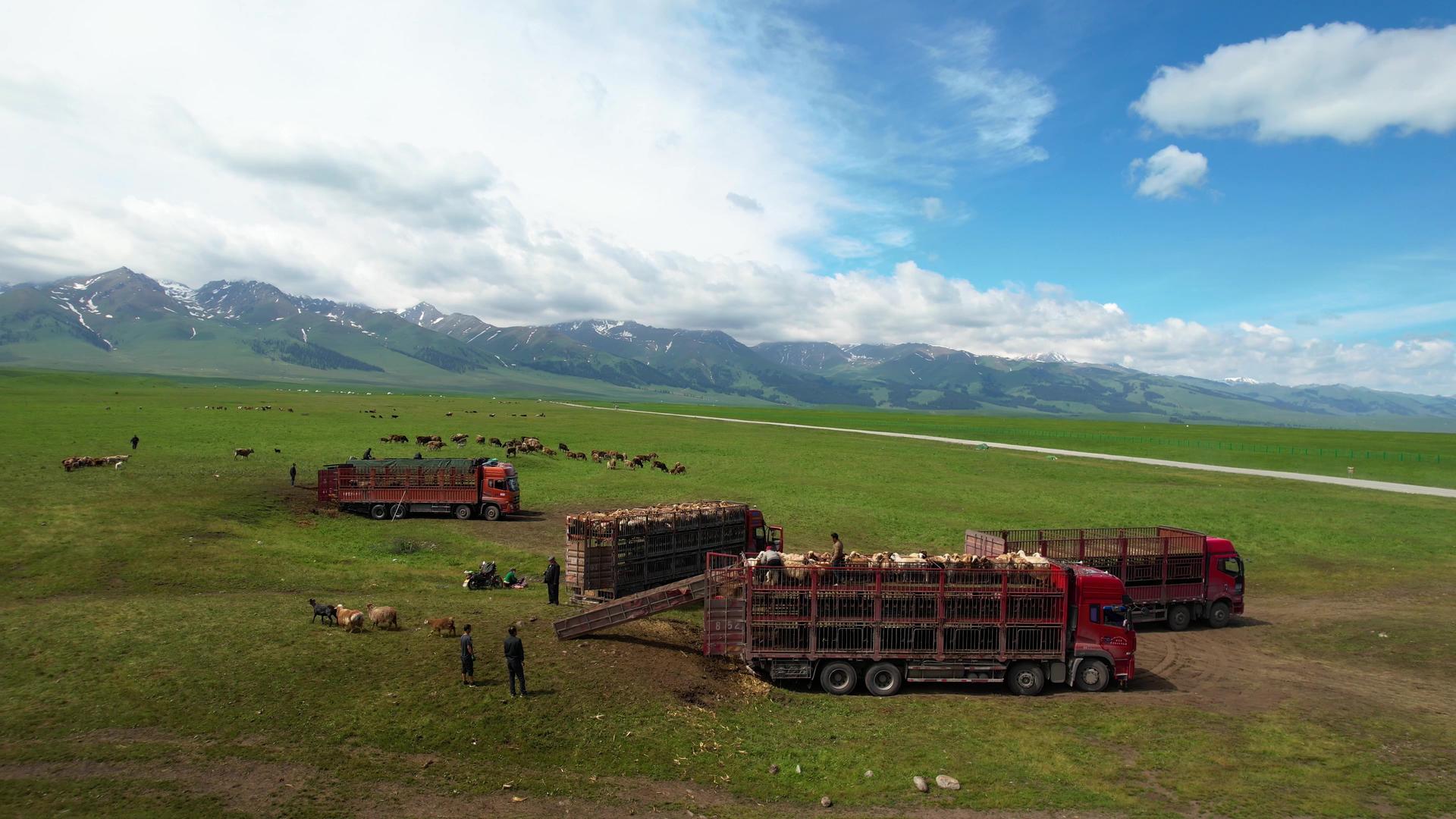 航拍5A景区那拉提草原夏季牧民转场放牧视频视频的预览图