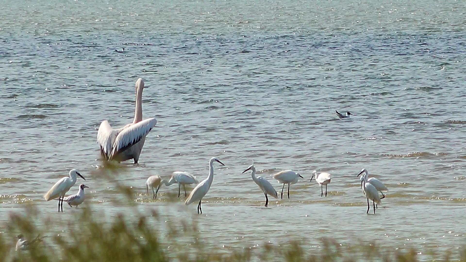 白色大白黑色湿地鸟类视频的预览图
