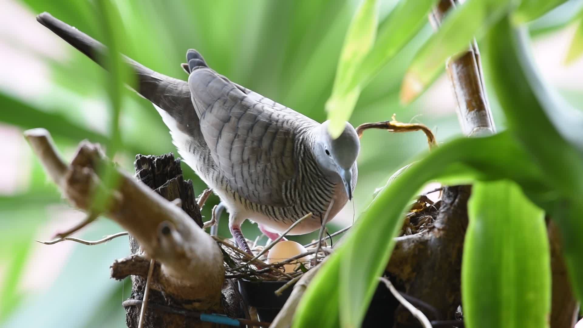鸟类的天性视频的预览图