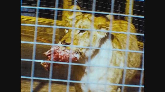 1965年统一王国的女狮被关在笼子里视频的预览图